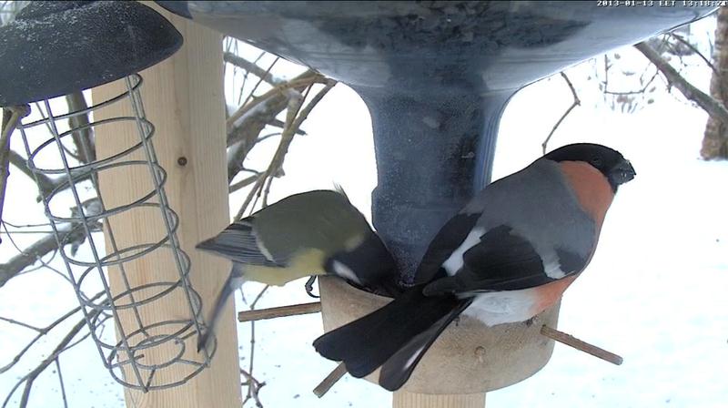 Winter-Vogelfutterhäuschen Webcam - Gimpel | looduskalender.ee