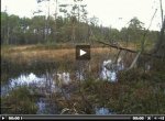 Merikotkakaamera veebipleier