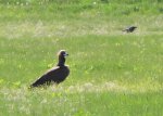 Pildistatud 1.06.2015, Pärnumaal, Salul